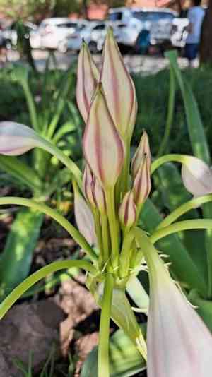 Cape coast lily(Crinum macowanii)