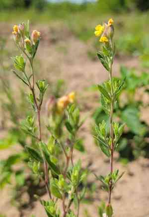 Plains frostweed(Crocanthemum bicknellii)