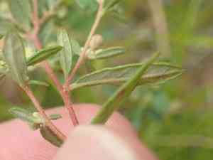Plains frostweed(Crocanthemum bicknellii)