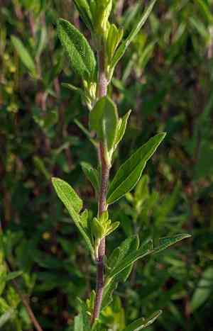 Plains frostweed(Crocanthemum bicknellii)