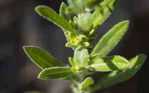 Plains frostweed(Crocanthemum bicknellii)