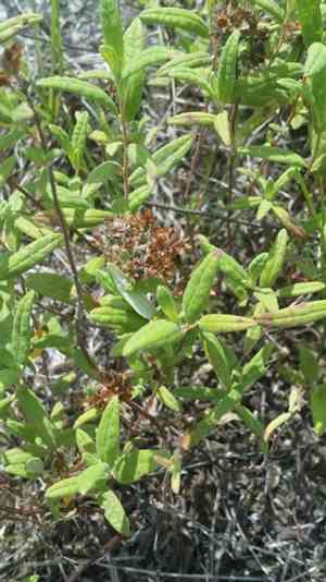 Crocanthemum corymbosum(Crocanthemum corymbosum)