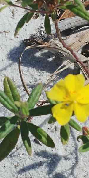 Crocanthemum corymbosum(Crocanthemum corymbosum)