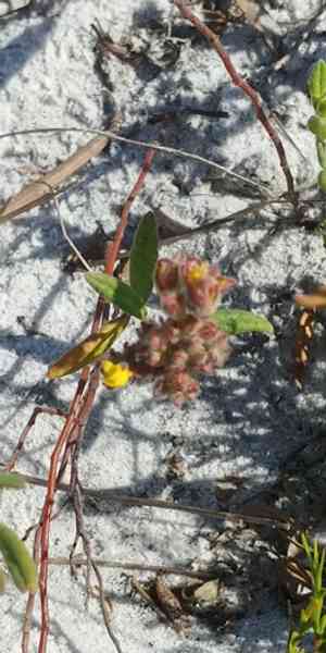 Crocanthemum corymbosum(Crocanthemum corymbosum)