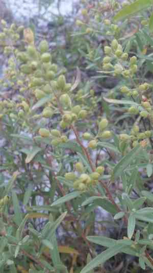 Crocanthemum nashii(Crocanthemum nashii)