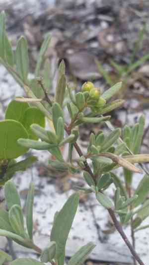Crocanthemum nashii(Crocanthemum nashii)