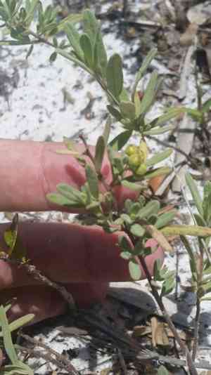 Crocanthemum nashii(Crocanthemum nashii)