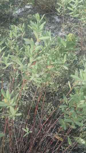 Crocanthemum nashii(Crocanthemum nashii)
