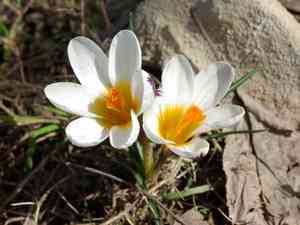 Sieber's crocus(Crocus sieberi)