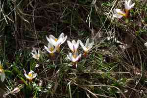 Sieber's crocus(Crocus sieberi)