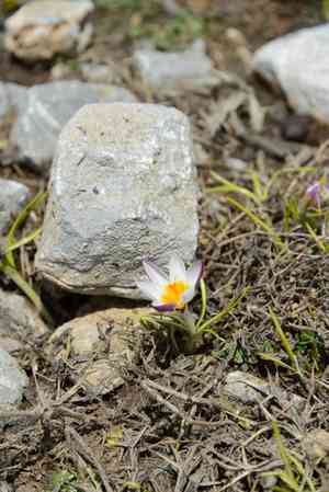 Sieber's crocus(Crocus sieberi)