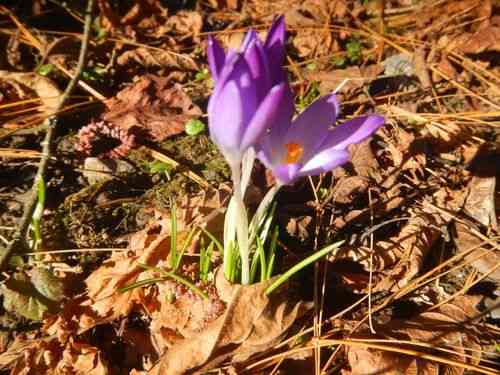 Woodland crocus(Crocus tommasinianus)