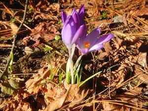 Woodland crocus(Crocus tommasinianus)