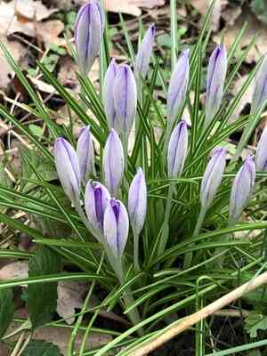 Woodland crocus(Crocus tommasinianus)