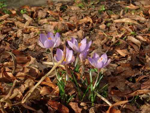Woodland crocus(Crocus tommasinianus)