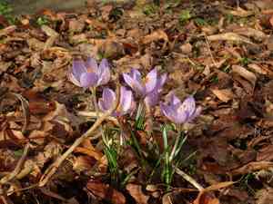 Woodland crocus(Crocus tommasinianus)