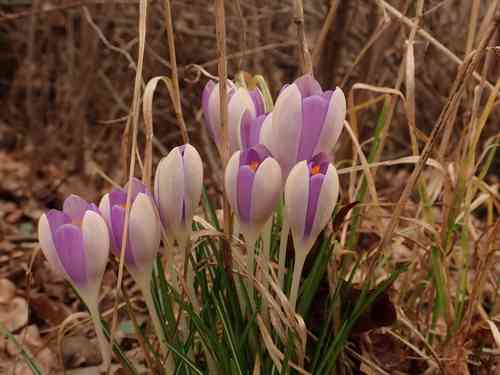 Woodland crocus(Crocus tommasinianus)