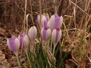 Woodland crocus(Crocus tommasinianus)