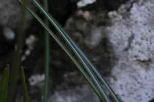 Crocuses (Crocus)(Crocus)