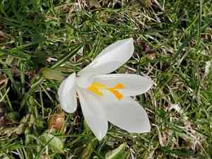 Crocuses (Crocus)(Crocus)