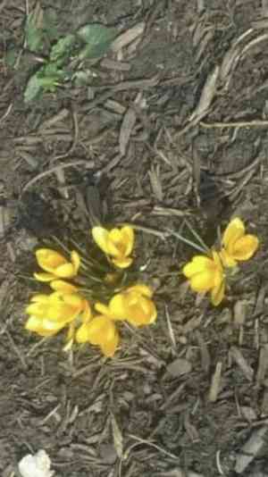 Crocuses (Crocus)(Crocus)