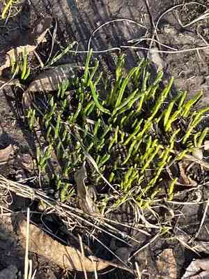 Crocuses (Crocus)(Crocus)