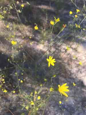 Slender scratch daisy(Croptilon divaricatum)
