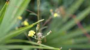 Slender scratch daisy(Croptilon divaricatum)
