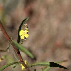 Slender scratch daisy(Croptilon divaricatum)