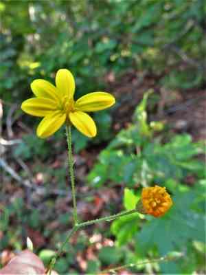 Slender scratch daisy(Croptilon divaricatum)