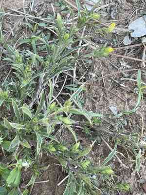 Stiff-leaf scratch-daisy(Croptilon rigidifolium)