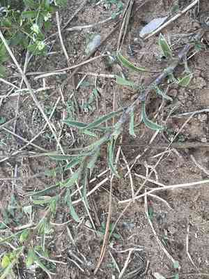Stiff-leaf scratch-daisy(Croptilon rigidifolium)