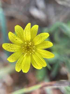 Stiff-leaf scratch-daisy(Croptilon rigidifolium)