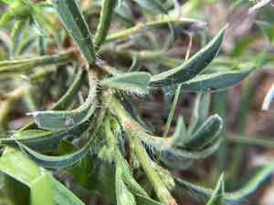 Stiff-leaf scratch-daisy(Croptilon rigidifolium)