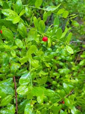Maidenberry(Crossopetalum rhacoma)