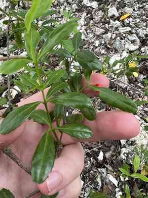 Maidenberry(Crossopetalum rhacoma)