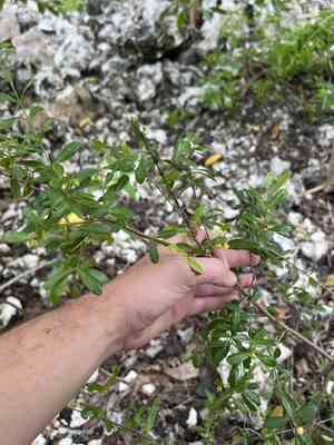 Maidenberry(Crossopetalum rhacoma)