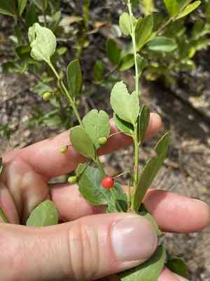Maidenberry(Crossopetalum rhacoma)
