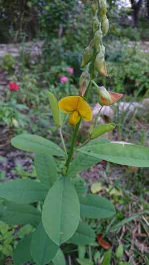 Indian rattlebox(Crotalaria assamica)