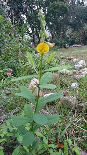 Indian rattlebox(Crotalaria assamica)