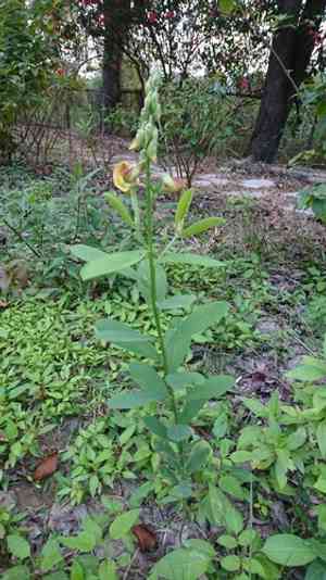 Indian rattlebox(Crotalaria assamica)