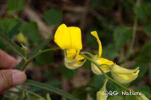 Sunn hemp(Crotalaria juncea)