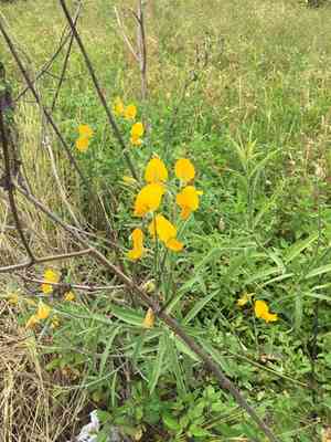 Sunn hemp(Crotalaria juncea)