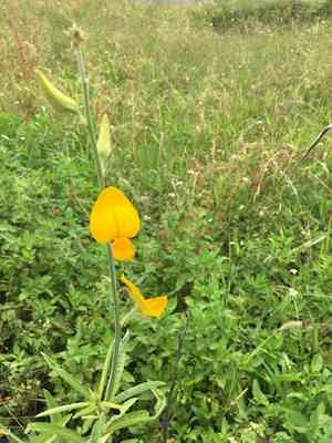 Sunn hemp(Crotalaria juncea)