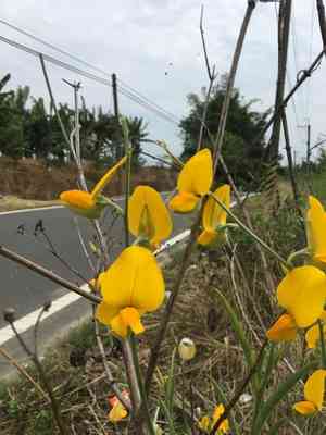 Sunn hemp(Crotalaria juncea)