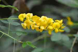 Chipilín(Crotalaria longirostrata)