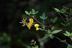 Chipilín(Crotalaria longirostrata)