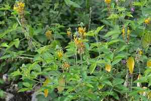 Chipilín(Crotalaria longirostrata)