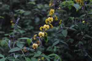 Chipilín(Crotalaria longirostrata)