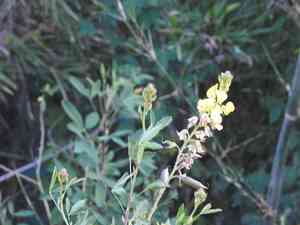 Shining rattlepod(Crotalaria micans)